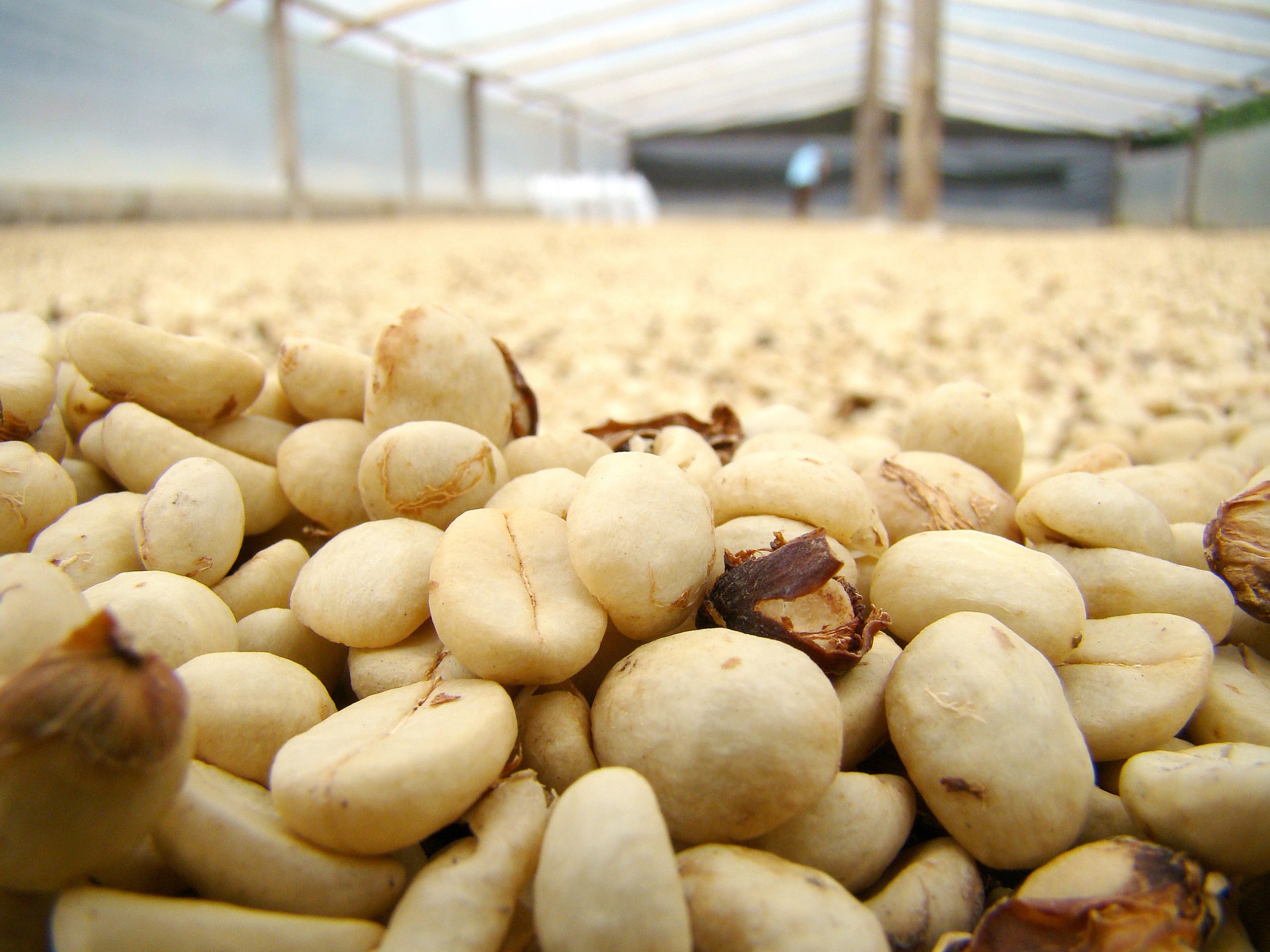 Café do Planalto Baiano foi vendido por R$ 6.500,00 a saca
