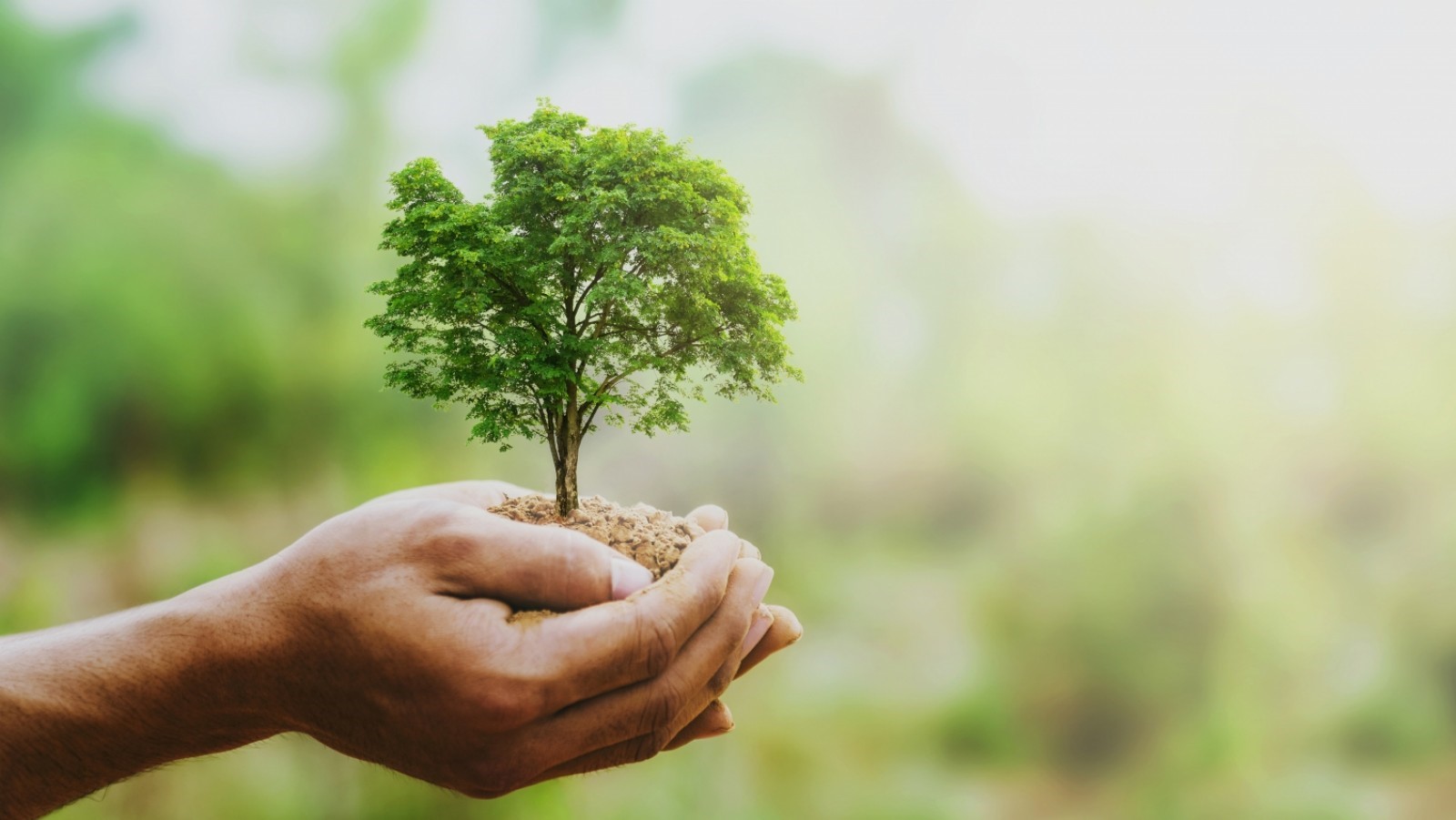 Prazo para produtor garantir benefícios do programa de regularização ambiental termina em dezembro
