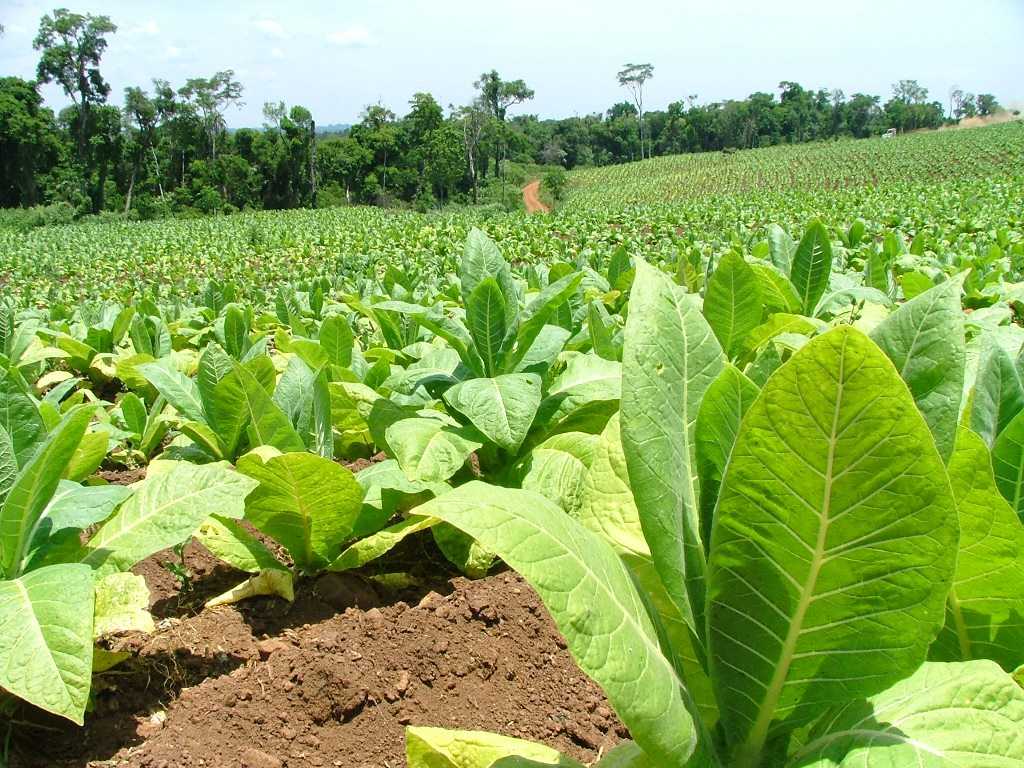 Tabaco brasileiro teve destino para 111 países em 2019