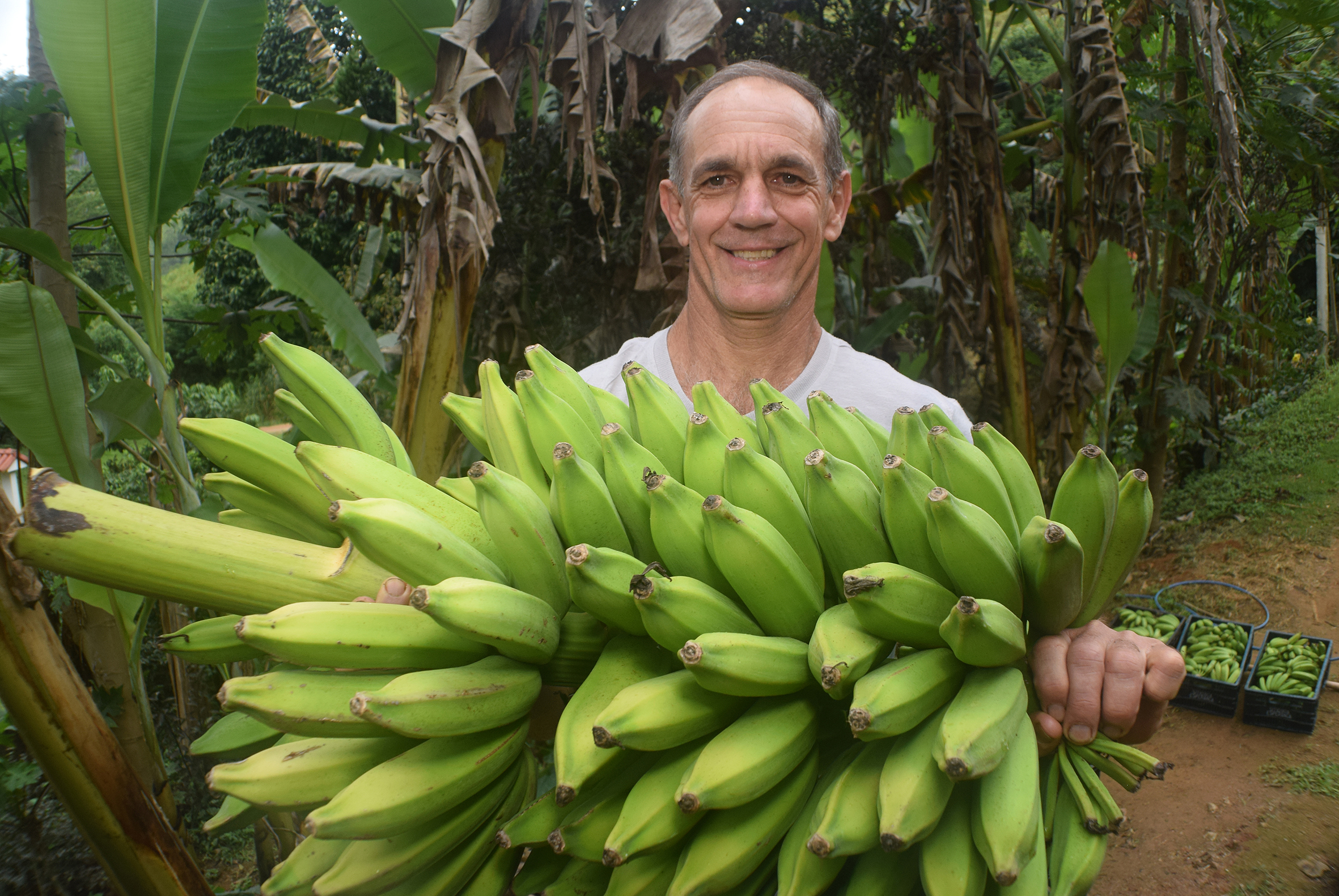 Banana pra dar e vender