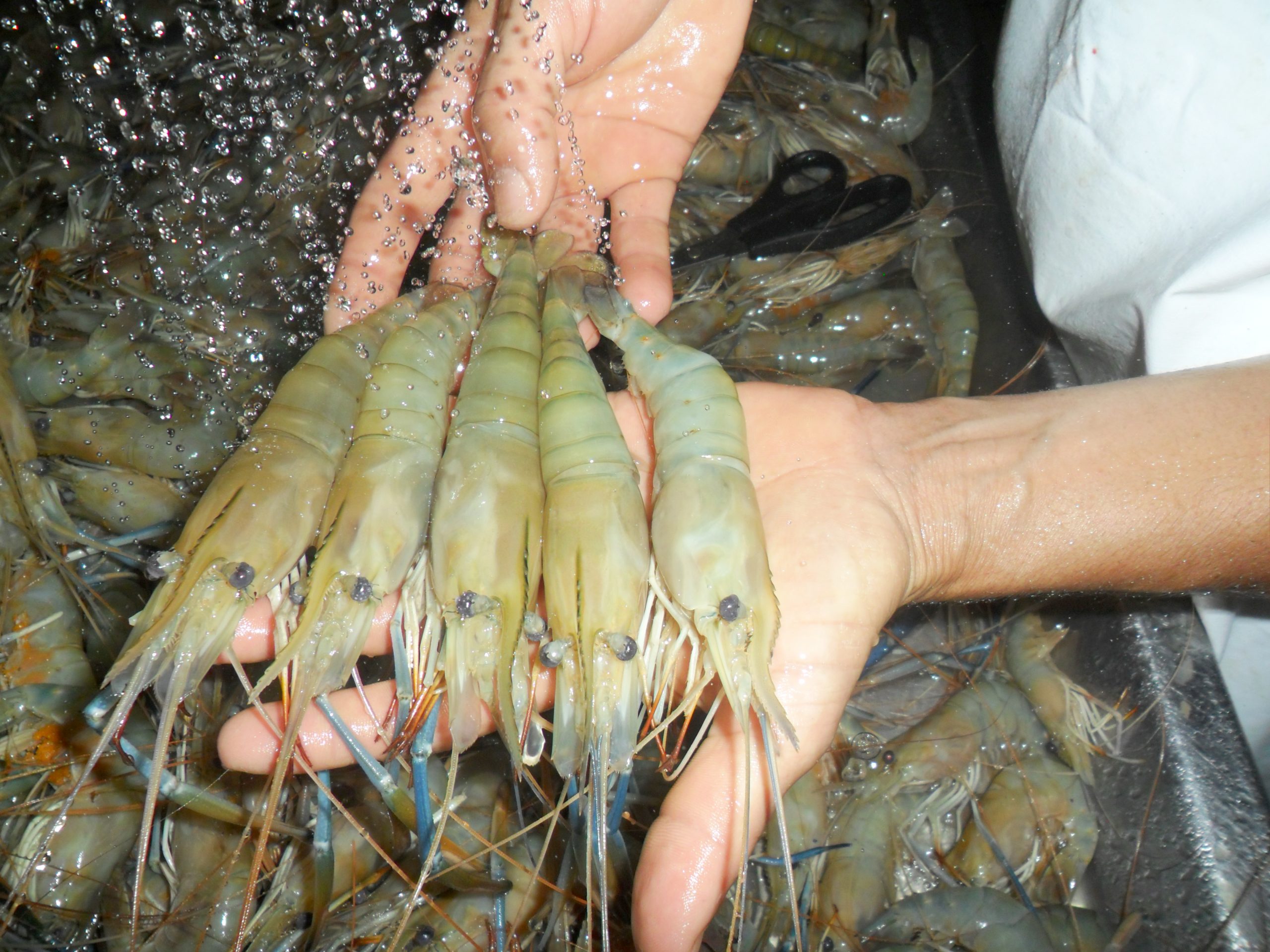 Lançado sensor que monitora água de cultivo de peixes e camarões