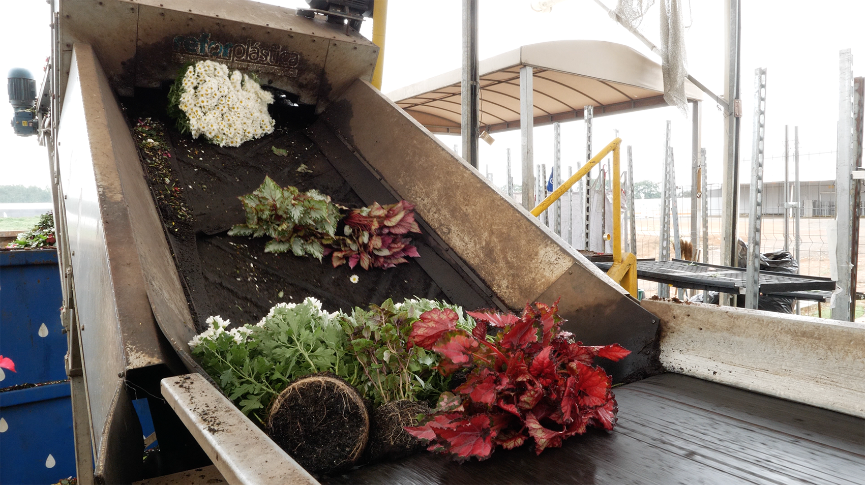 Covid-19: Perdas no mercado de flores