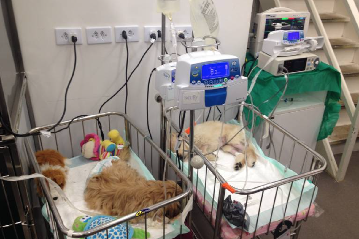 Pacientes com coronavírus poderão usar aparelhos veterinários durante internação