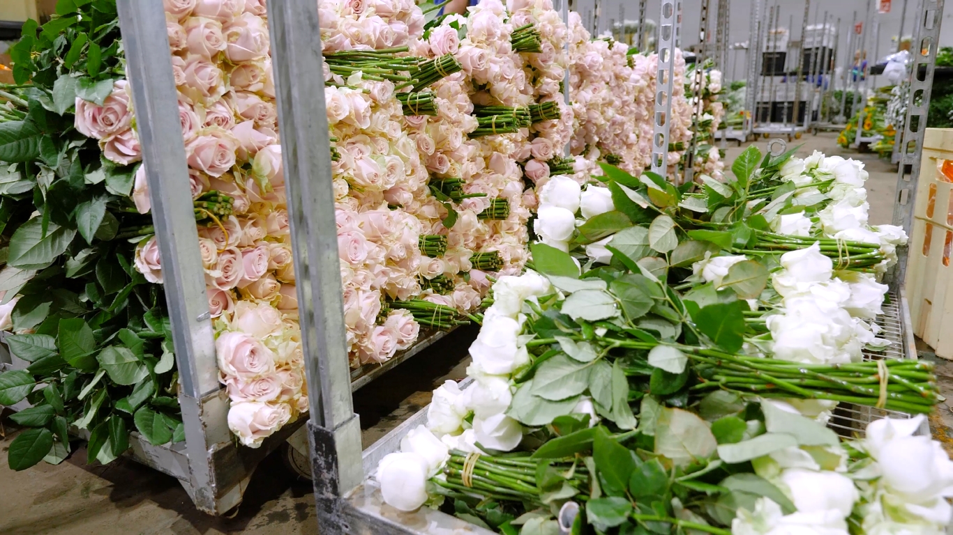 Ibraflor prevê falência de 66% dos produtores de flores e de plantas ornamentais