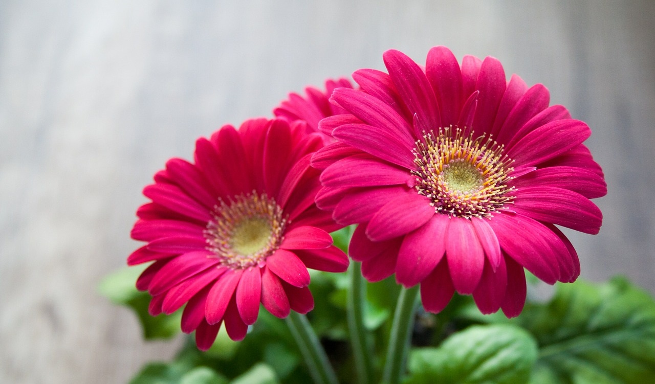 As flores mais indicadas para cultivo no outono