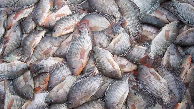 Aquicultura tem potencial de crescimento no Brasil em 2020