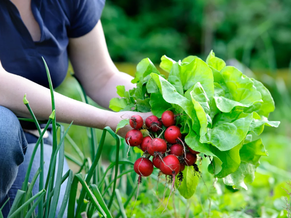 Produtores rurais se reinventam para continuar produzindo e comercializar alimentos
