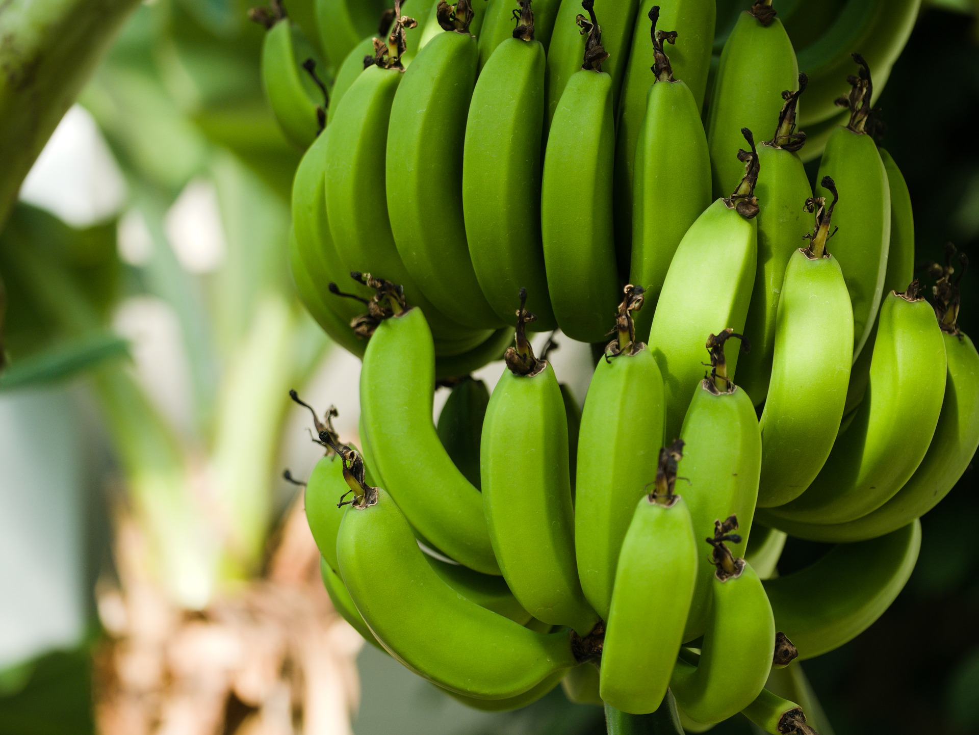 Conab publica lista de julho dos produtos com bônus
