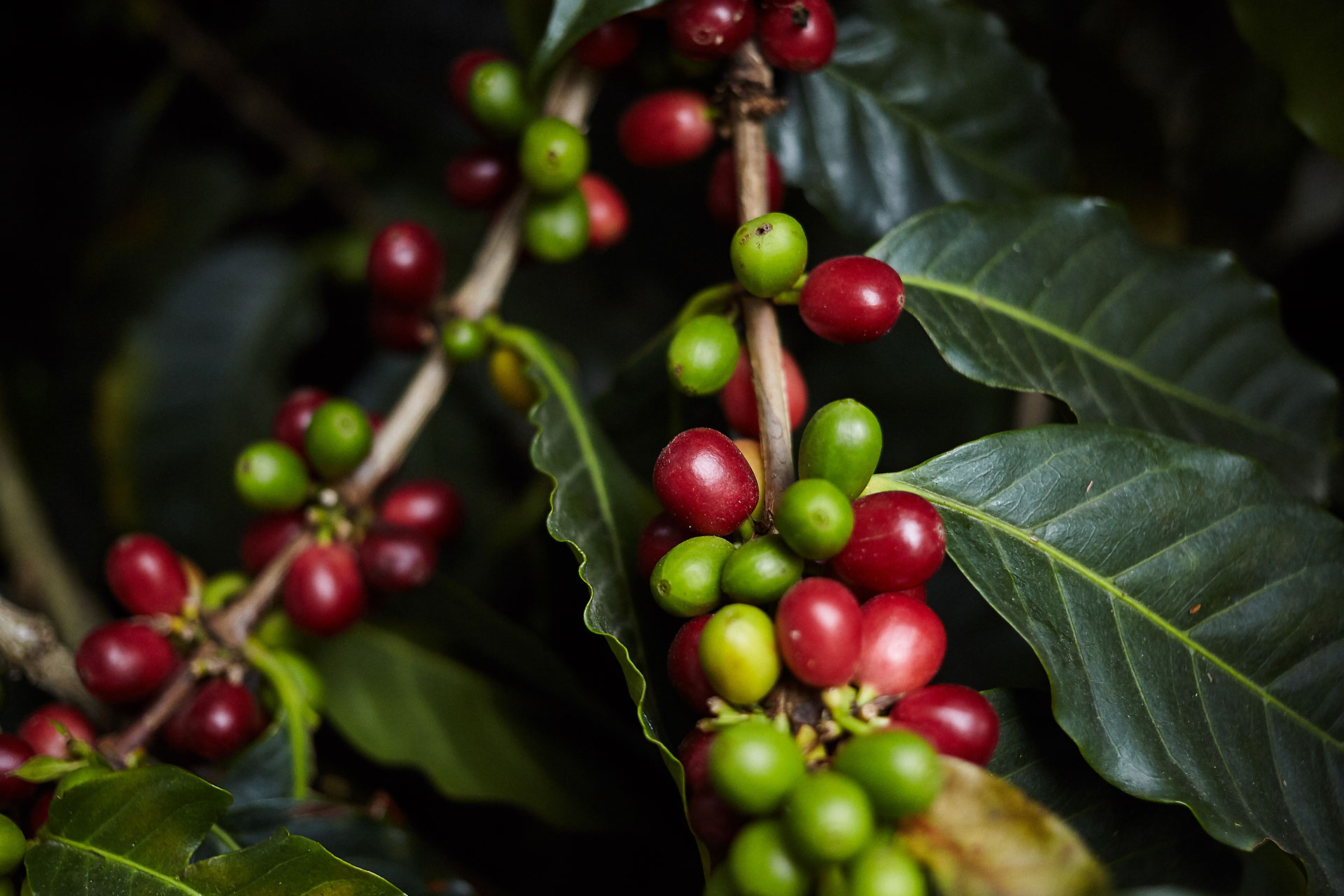 Safra 2020 de café não gerará excedente, aponta CNC
