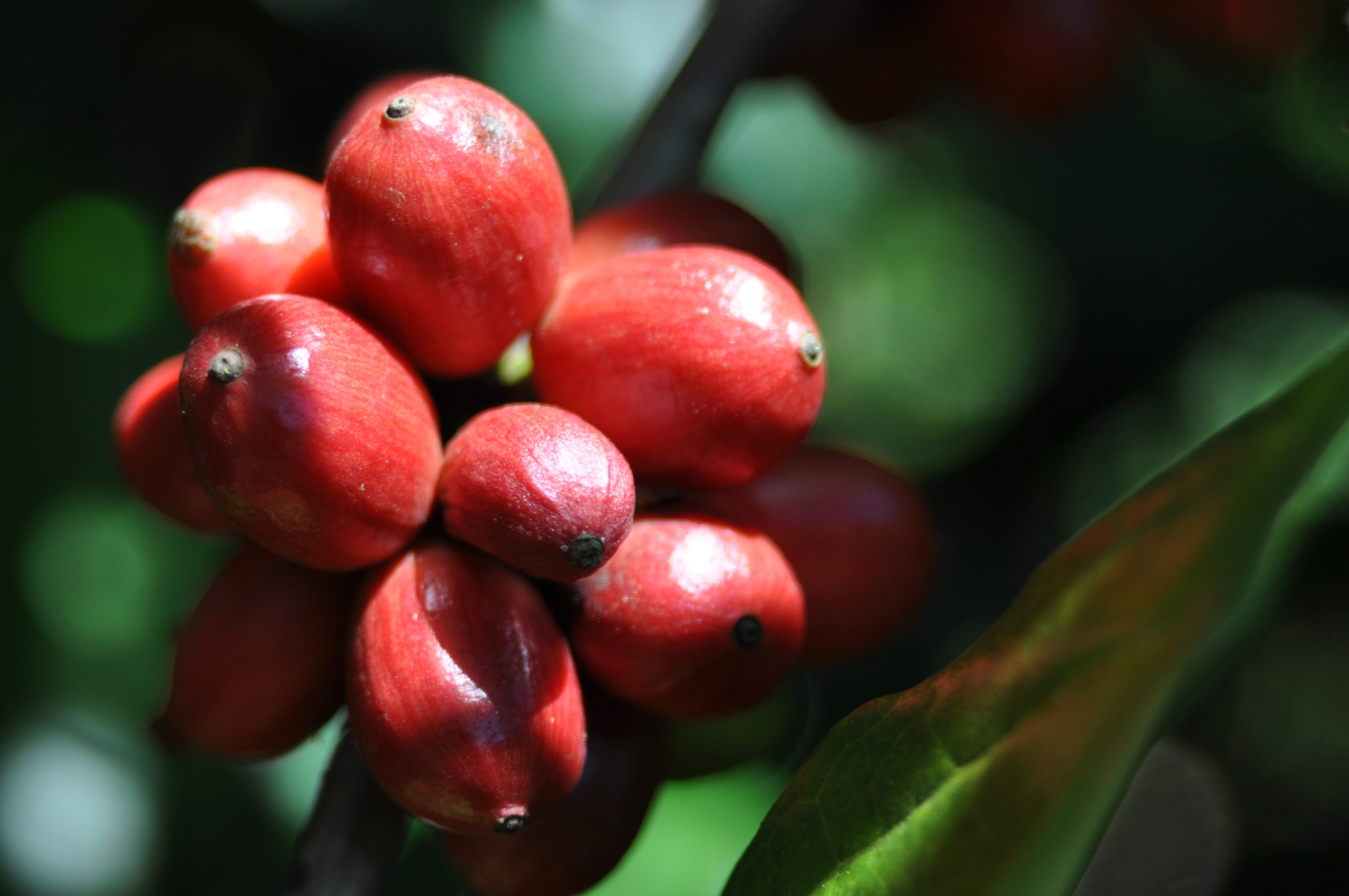Produção dos Cafés arábica do Brasil corresponde a 46% da mundial