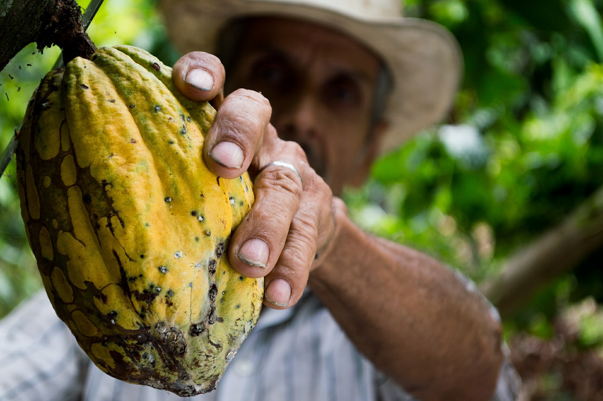 Qualidade e preço do cacau atraem produtores no Espírito Santo