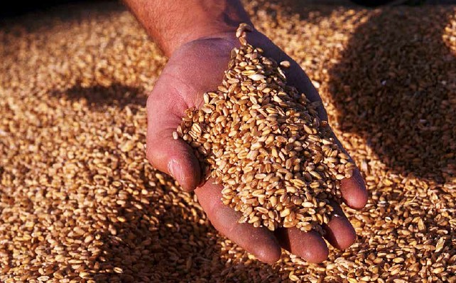 Negócio Rural transmite levantamento da Safra de Grãos 2019/2020 da Conab