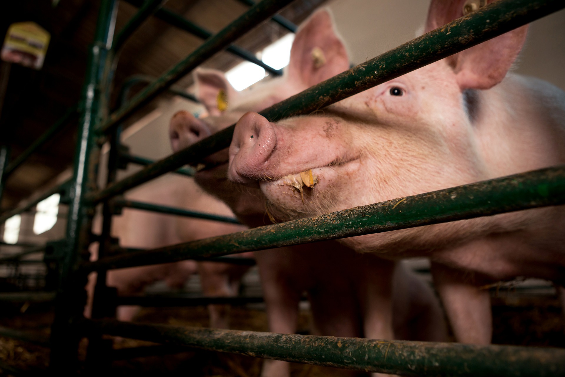 Exportações de carne suína crescem 54,6% em fevereiro