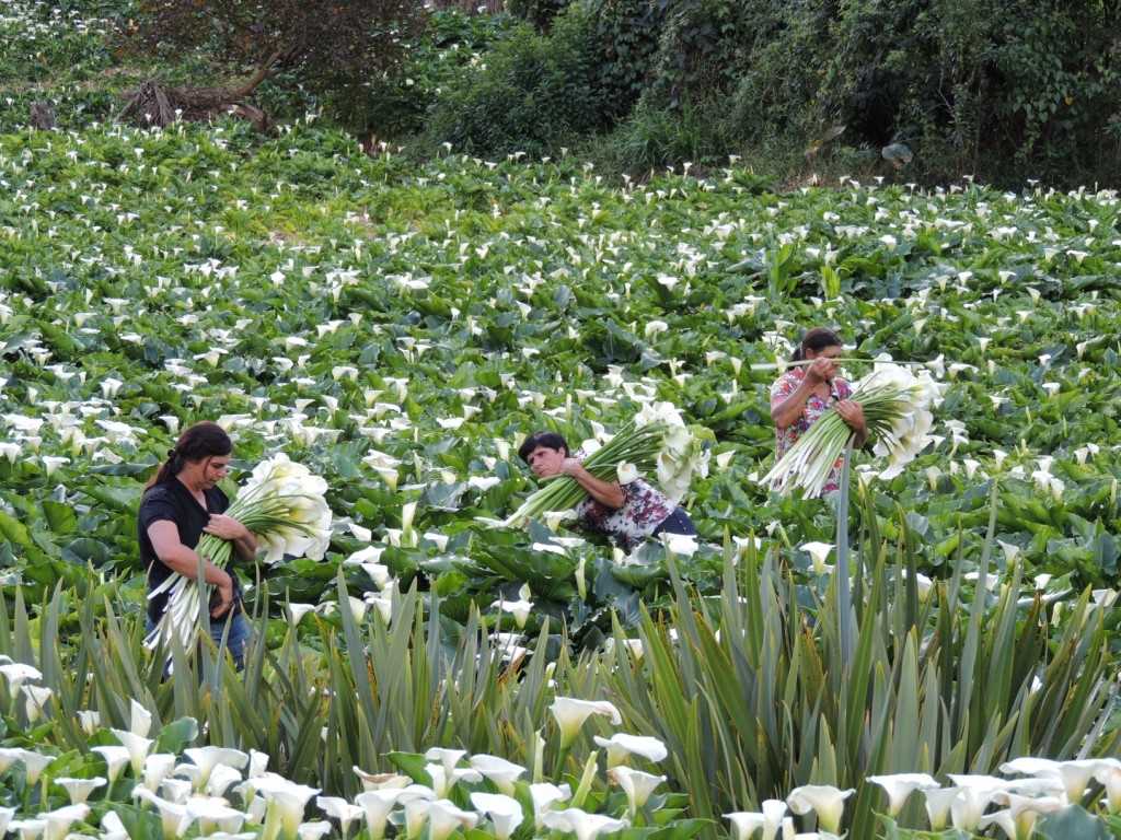 Colhedores de flores do Brasil tornam-se Patrimônio Agrícola Mundial