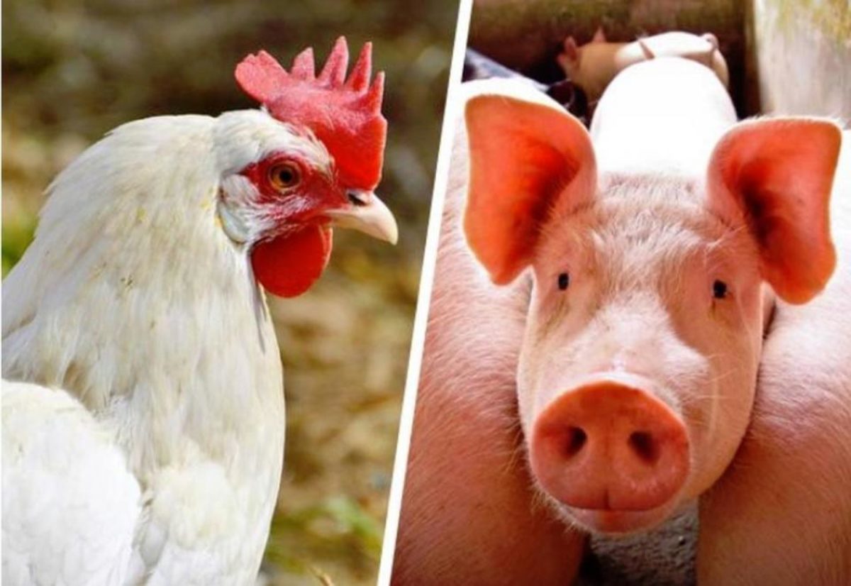 Covid-19: setores de aves e suínos do ES colocam em prática orientações de prevenção