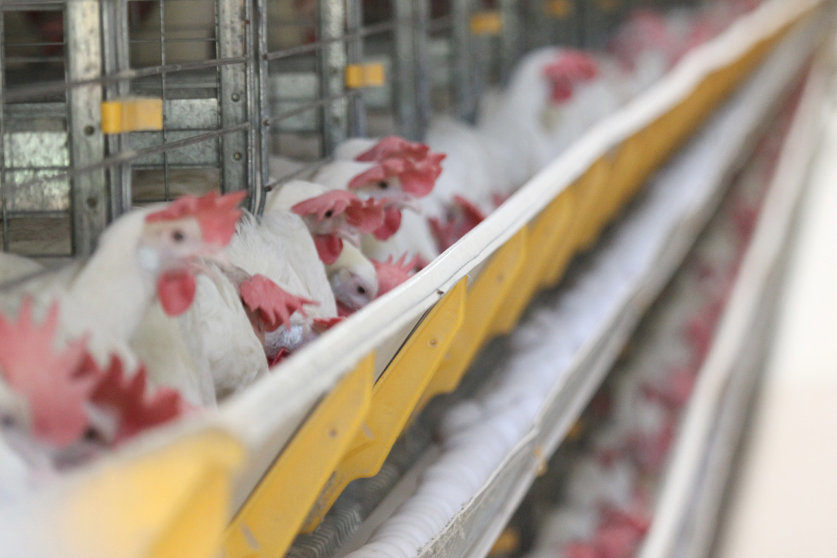 Sindicato afirma que coronavírus causa incertezas na cadeia de alimentação animal