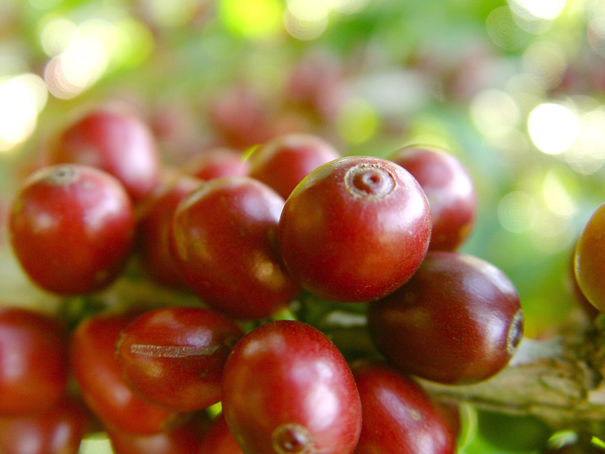 Exportação de café do Brasil cai 18,9% no primeiro semestre de 2023