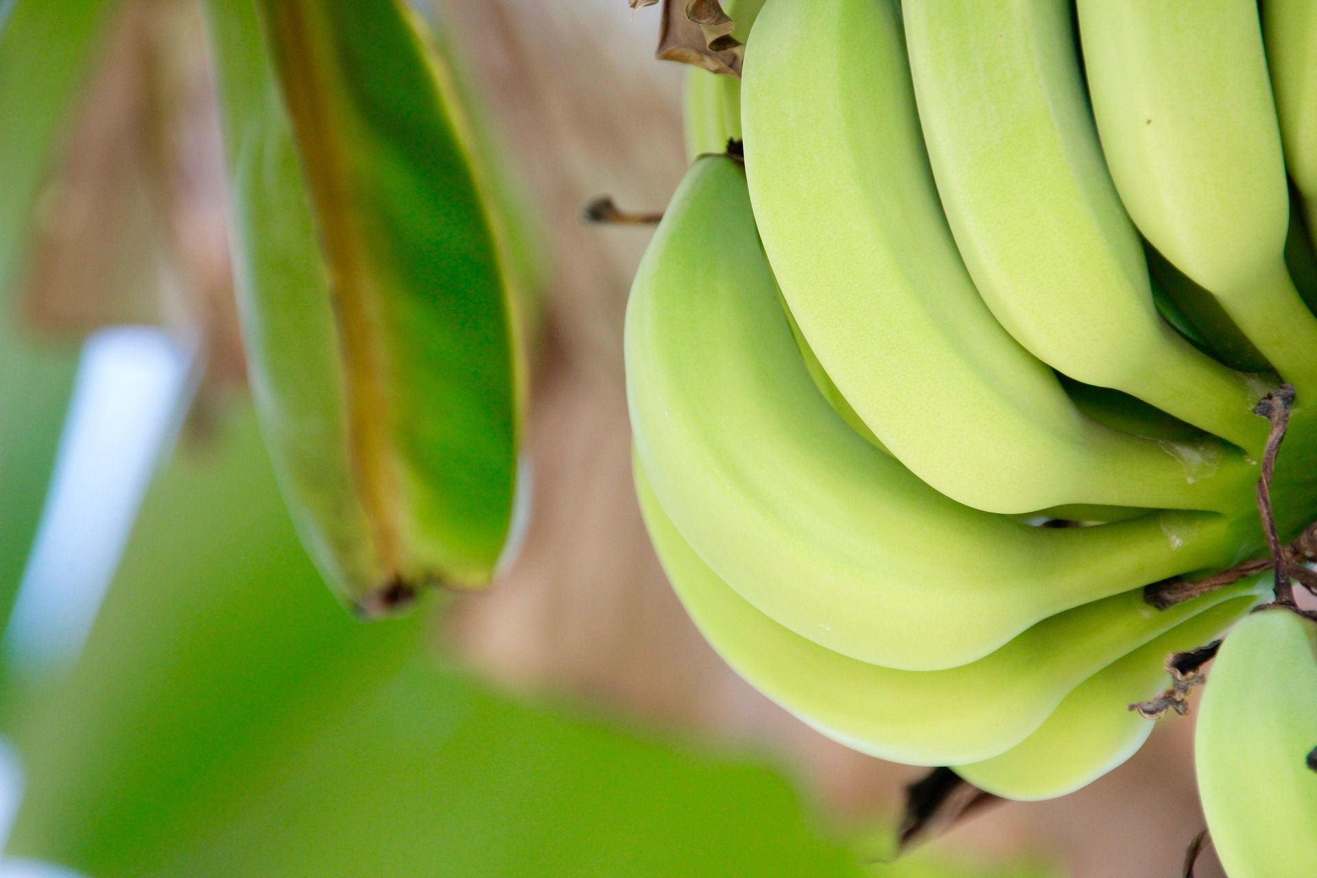 MG: suspeita de praga que ataca produção de banana é descartada