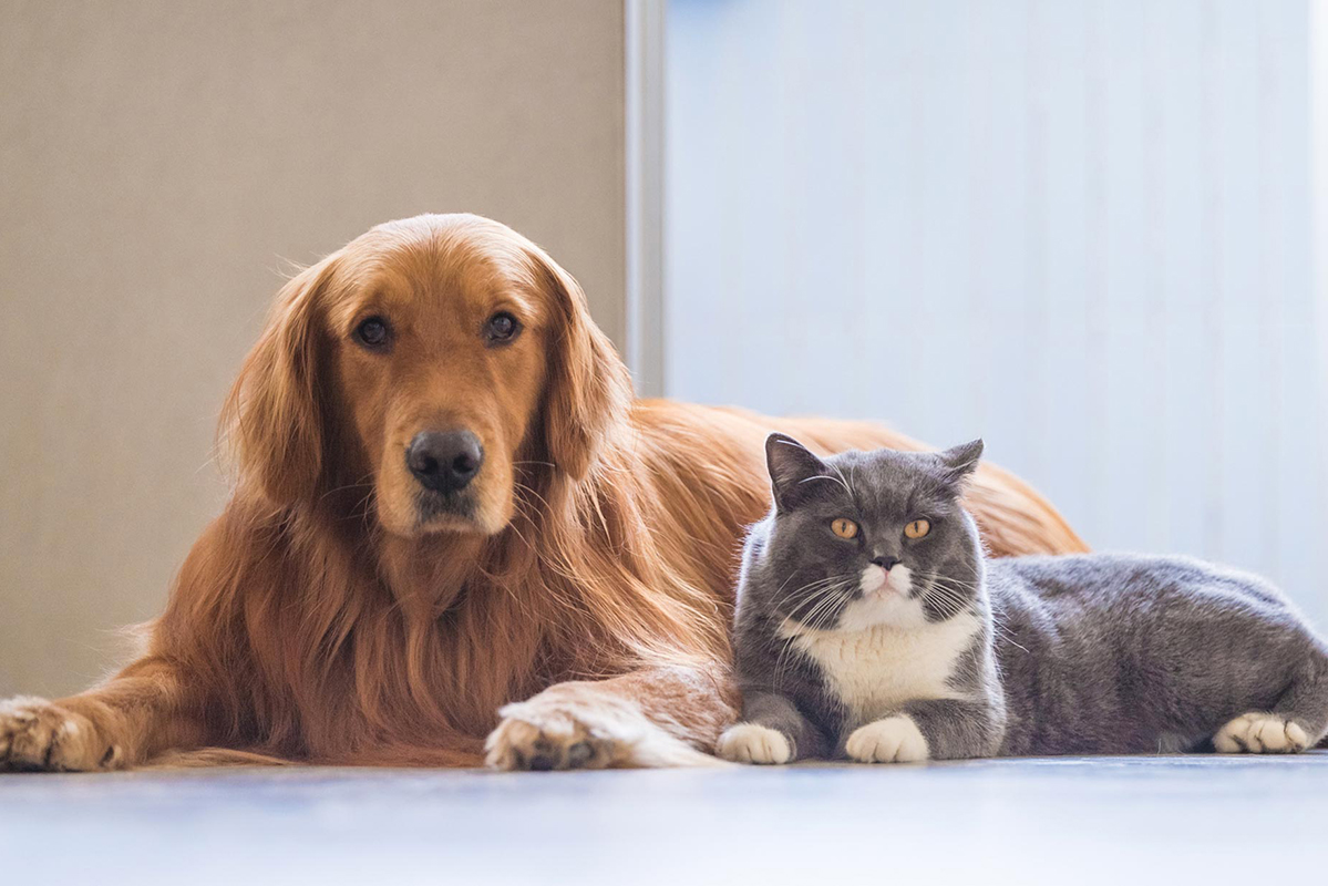 Veterinários explicam a relação entre animais e a Covid-19