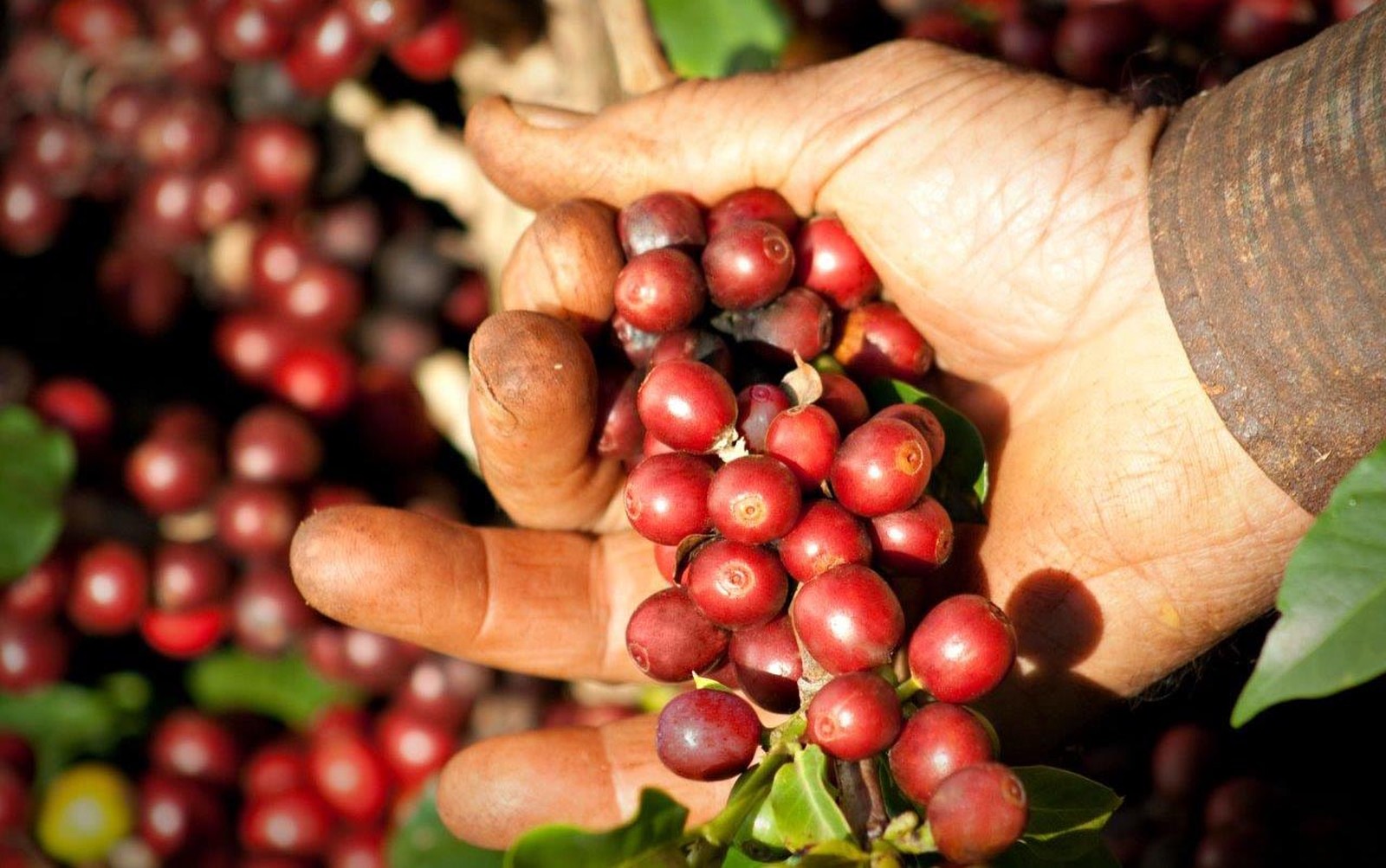 Cafeicultores planejam “operação de guerra” para transportar trabalhadores para a colheita do café