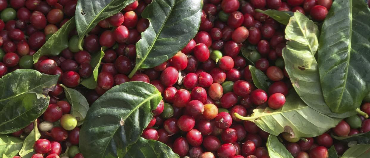 Fazenda em Pernambuco mostra que é possível produzir ecologicamente correto