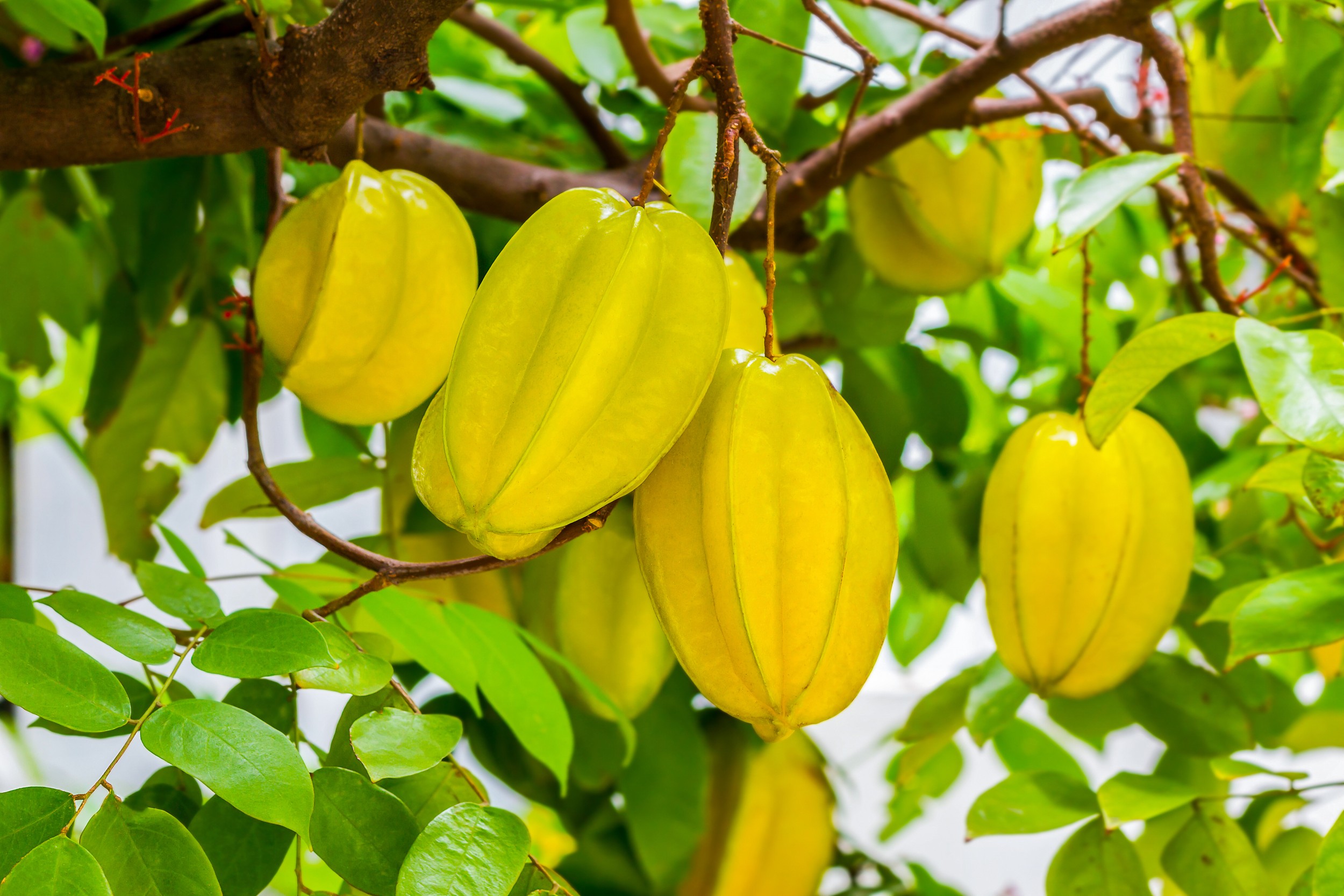 Ações para erradicação da mosca-da-carambola devem ter continuidade