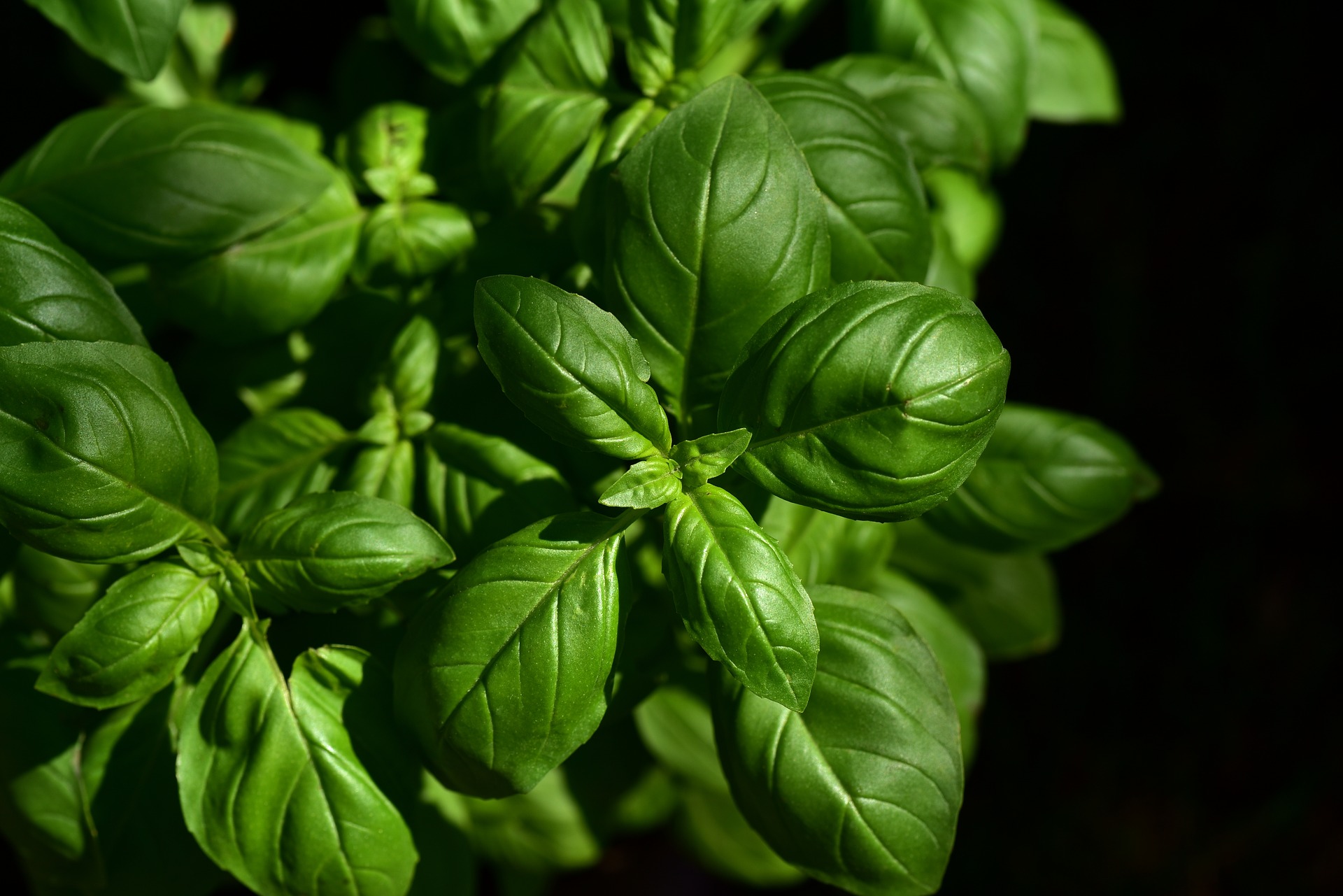 Plantas também ficam em quarentena?