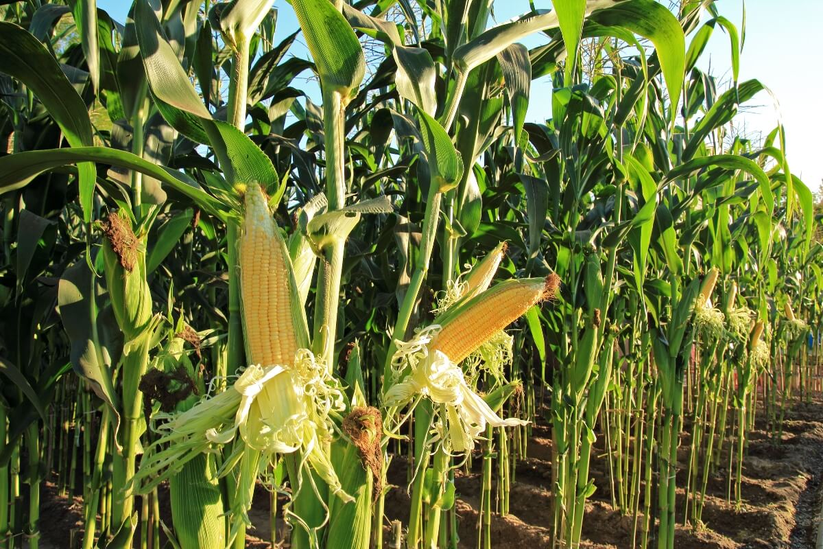 ANA e IBGE lançam levantamento sobre uso da água na agricultura de sequeiro no Brasil
