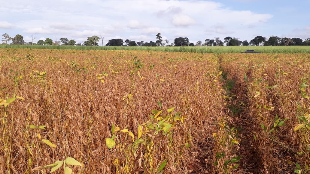 Comunicação de perdas de beneficiários do Proagro poderá ser remota
