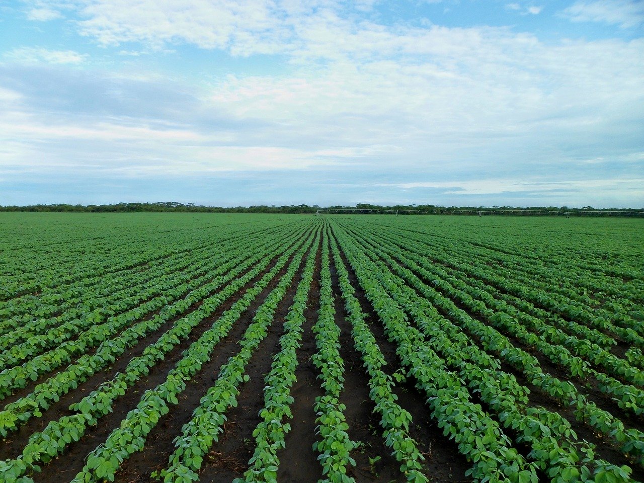 Brasil colhe 123,5 milhões de toneladas de soja
