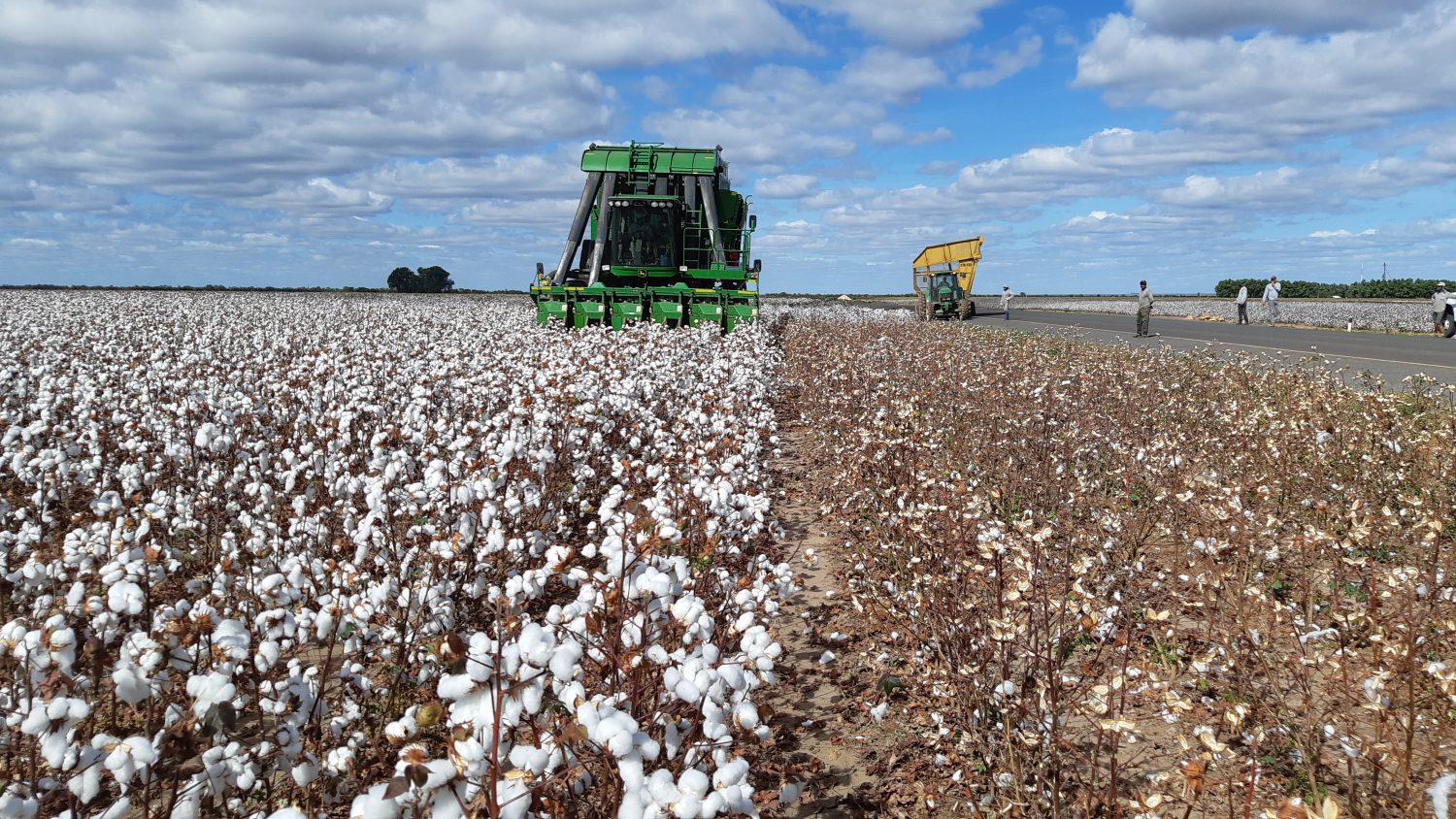 Área de algodão cresce 3,6% e setor doa tecido para produção de máscaras