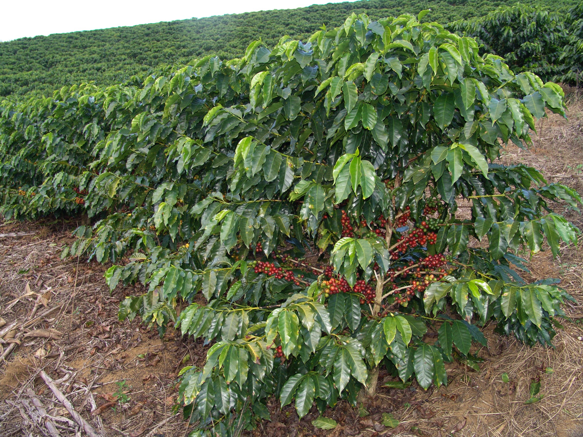 Desafios na produção de café são debatidos entre líderes mundiais do setor na Colômbia