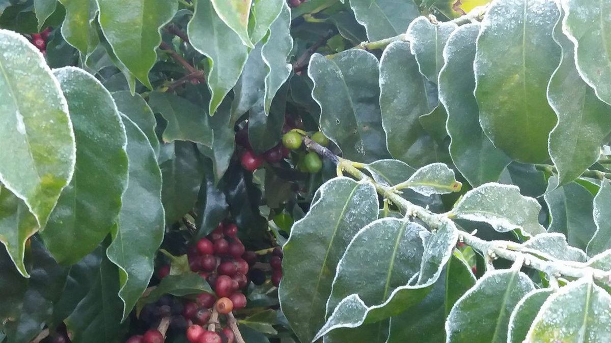 Alerta para possíveis impactos do frio e da geada na agricultura brasileira