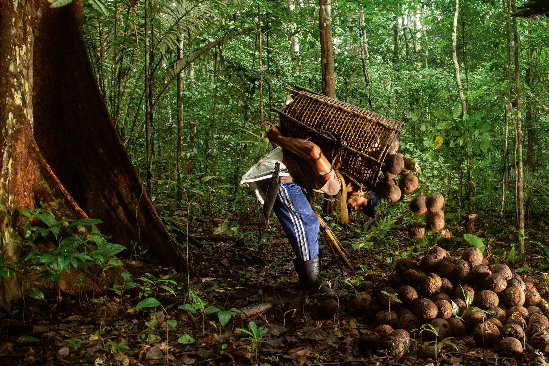 Coleta de castanha-do-brasil é suspensa devido ao baixo preço do produto