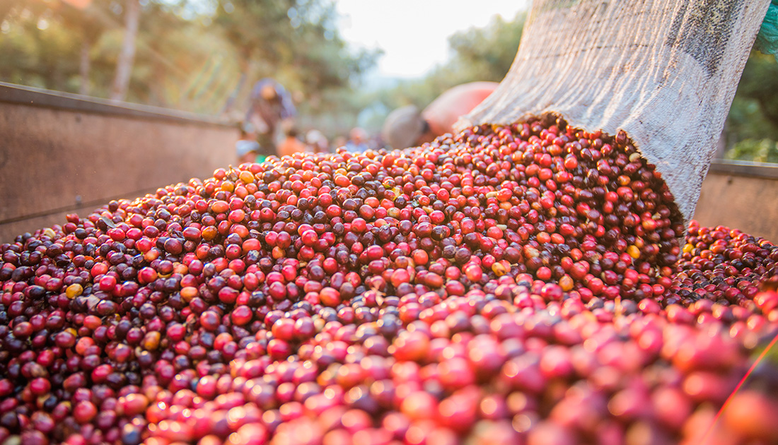 Colheita do café próxima de 15% no Brasil