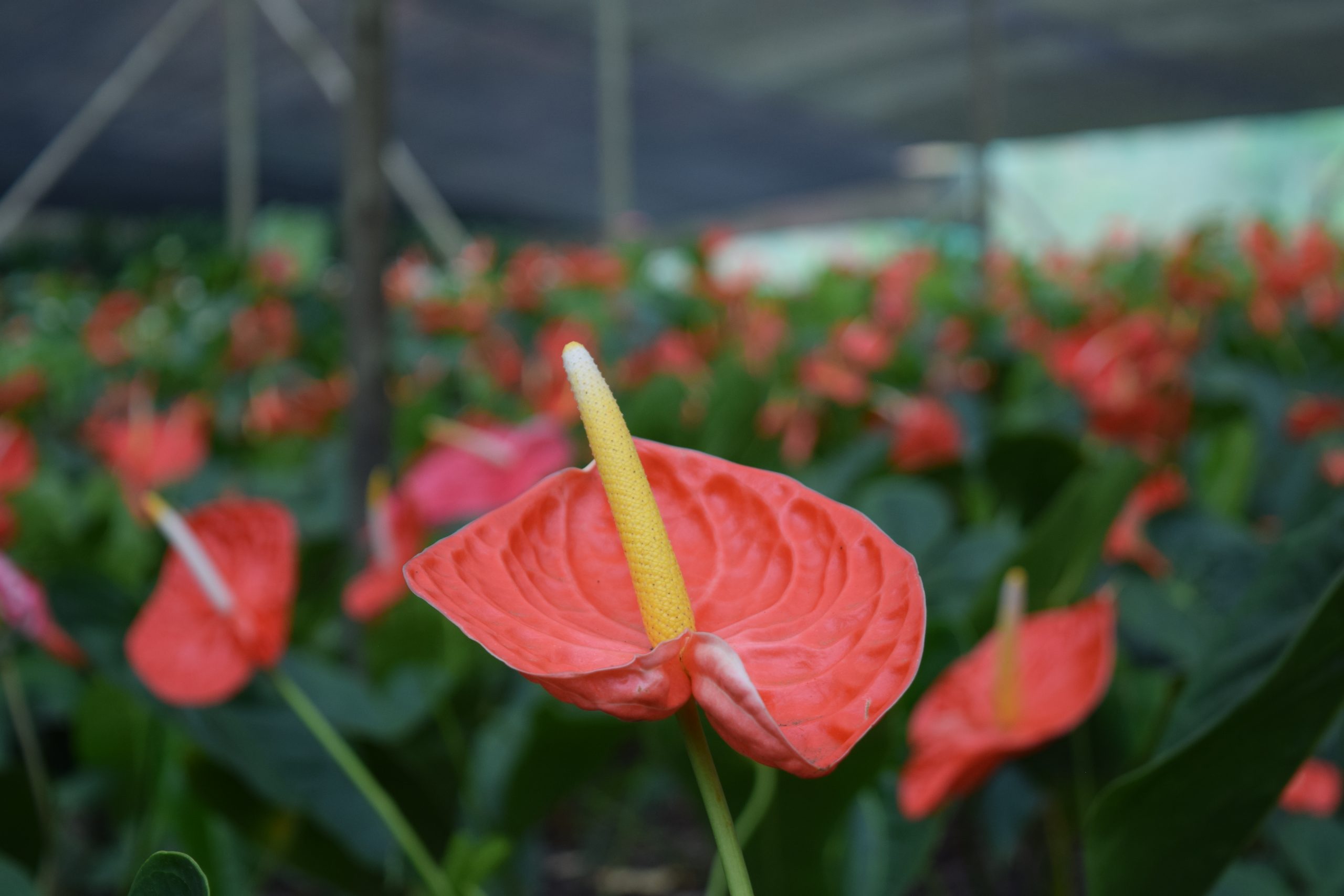 No Dia das Mães dê flores de presente. Compre pela internet ou pelo telefone e receba em casa. Saiba como!