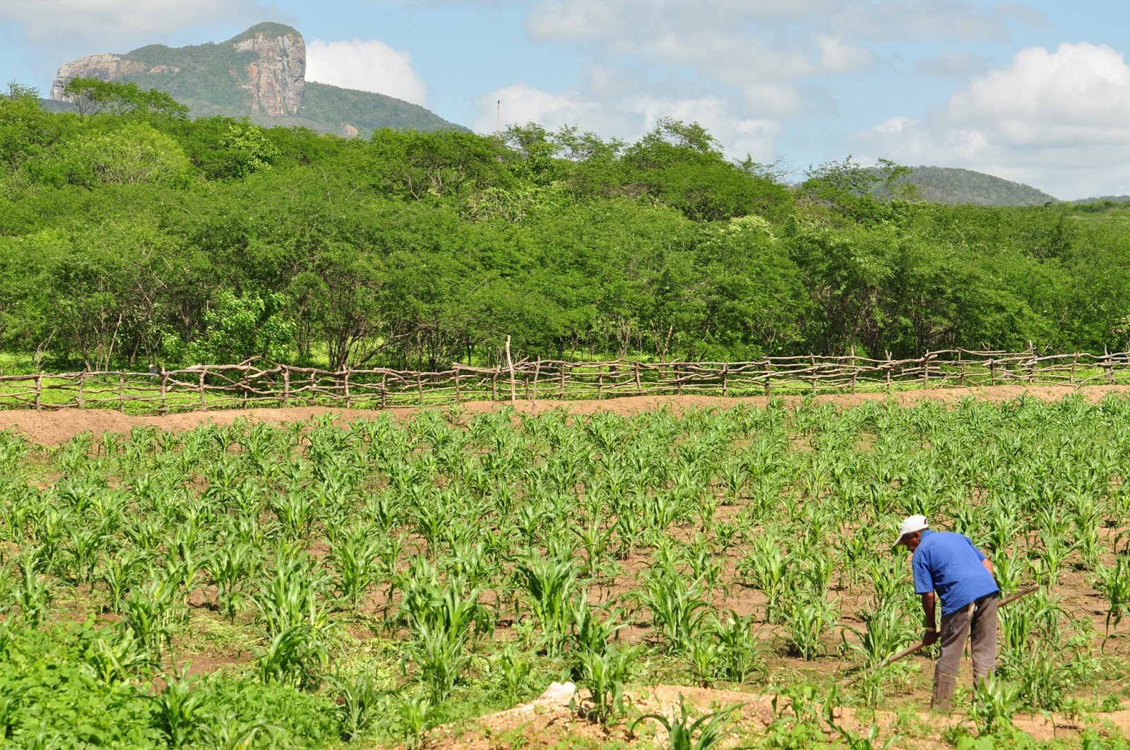 Agricultor familiar pode consultar Garantia-Safra pela internet