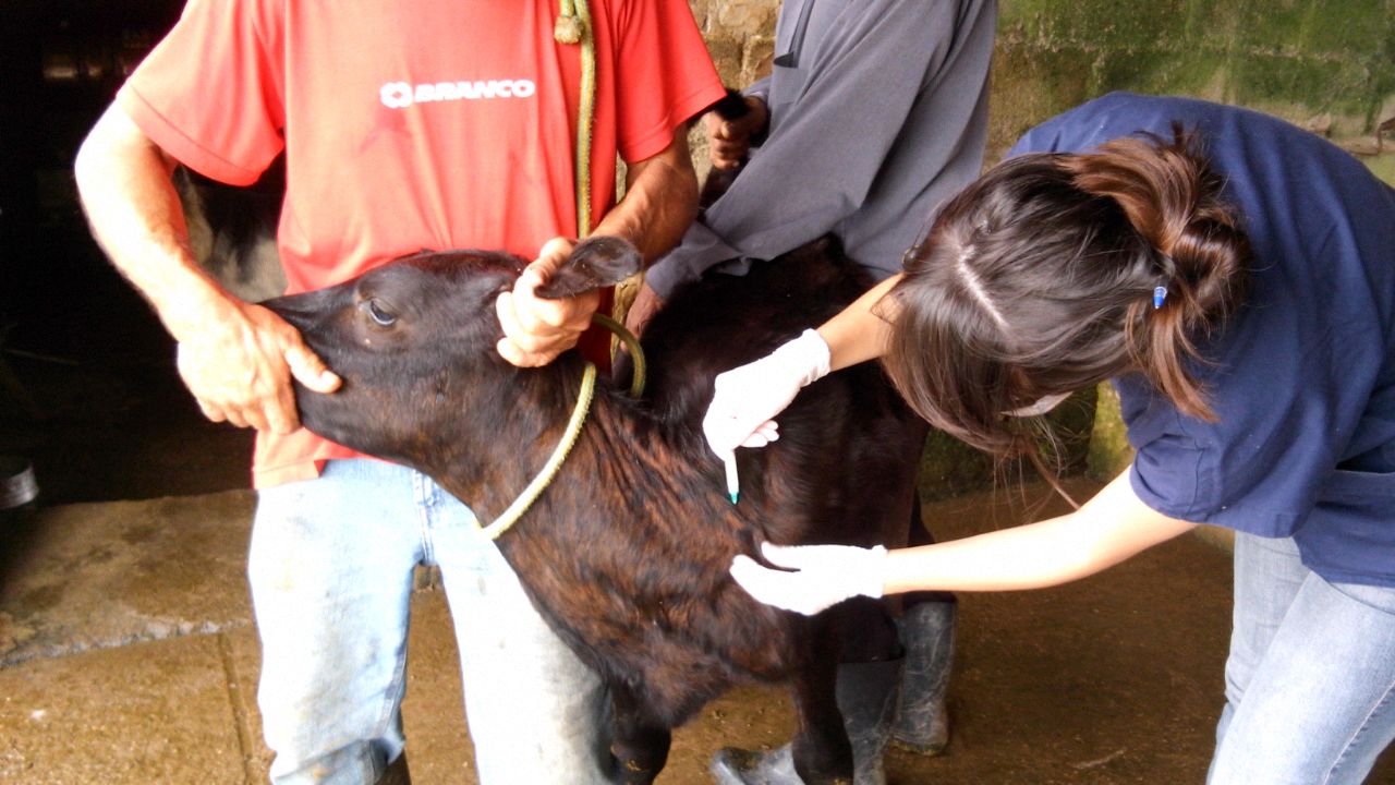 Resolução regulamenta assistência veterinária e o uso de produtos em animais