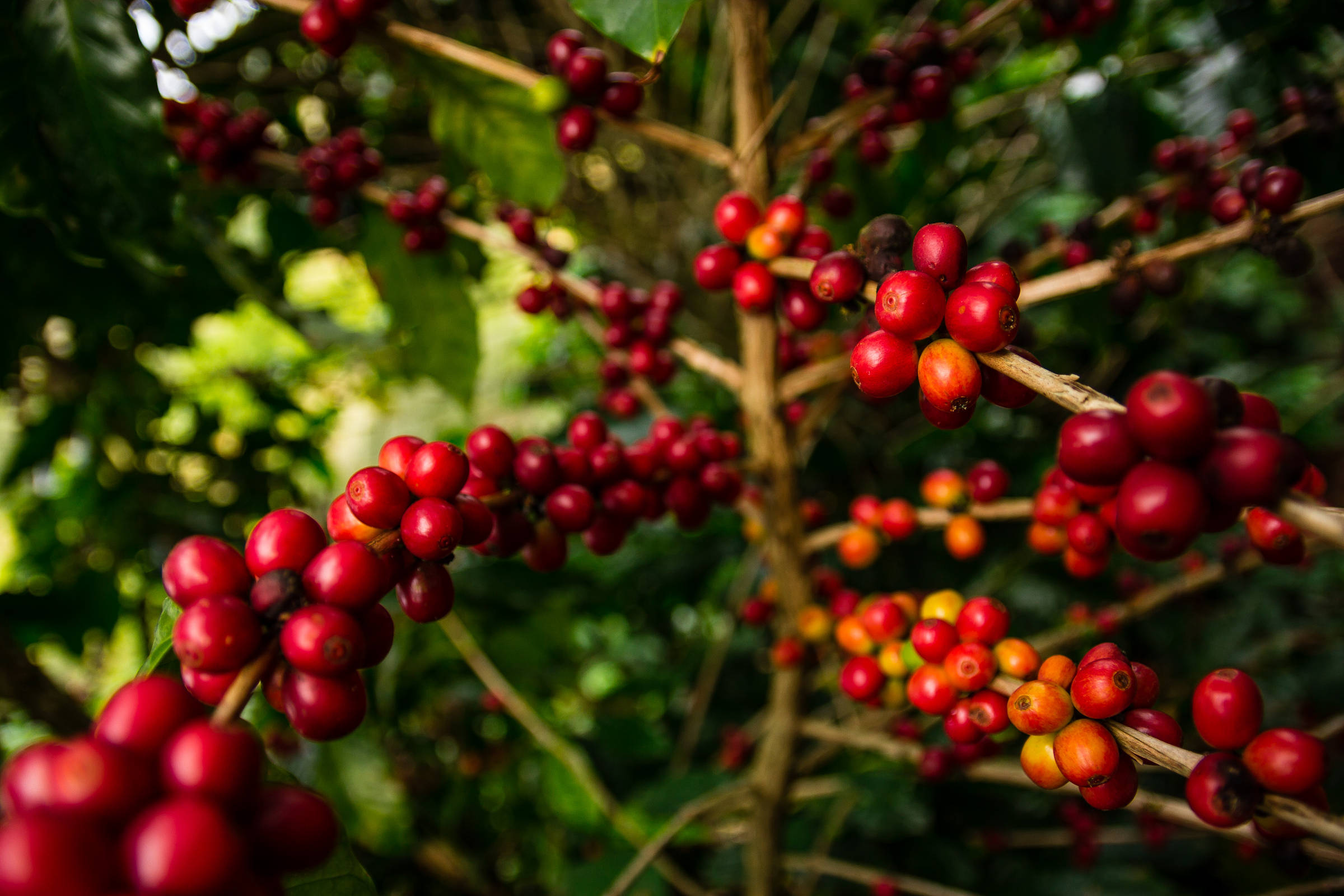 Emprego: cooperativa contrata para safra do café