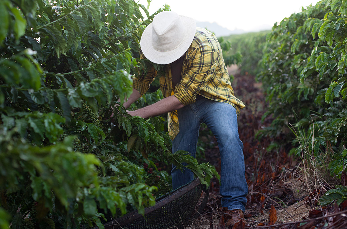 Federação da Agricultura reforça recomendações de prevenção durante a colheita do café