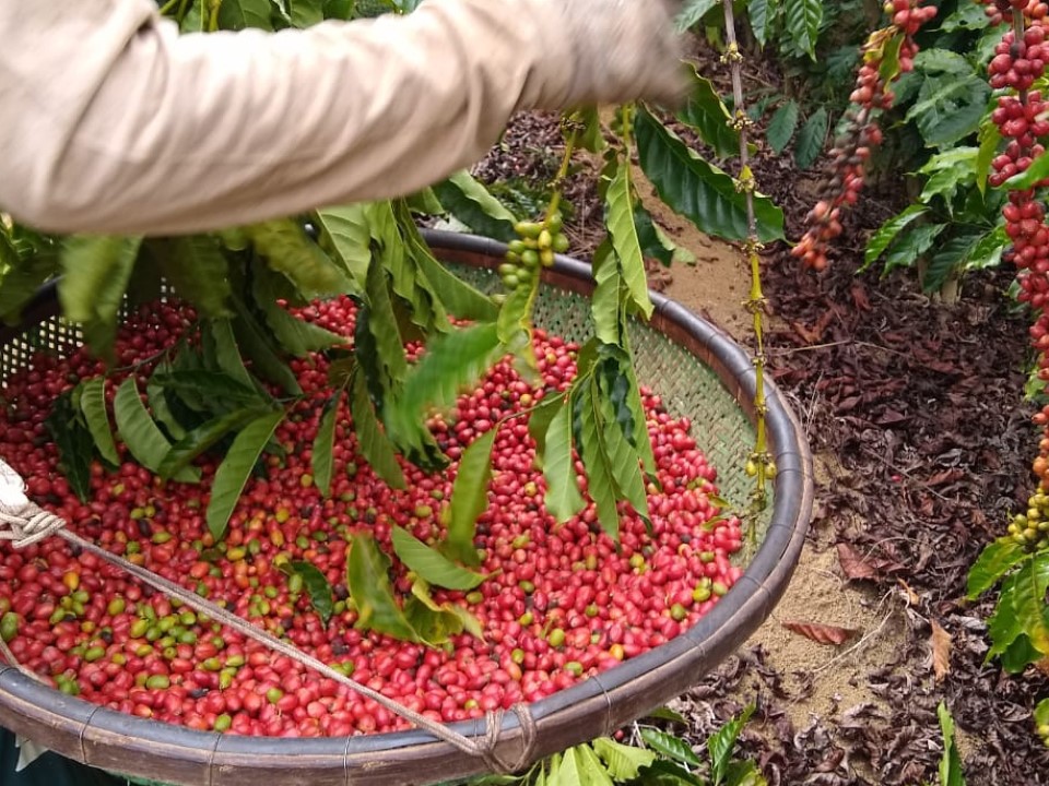 Em Rio Bananal (ES), quebra do café conillon deve superar os 70