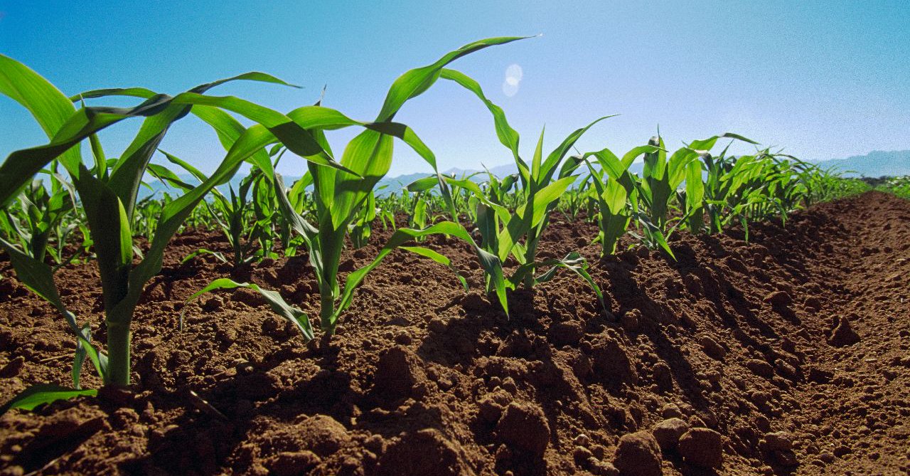 Seguro Rural disponibiliza R$ 200 milhões aos agricultores