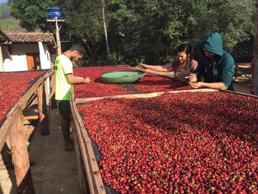 Convênio entre Sebrae e Senar leva melhorias de gestão e produtividade a produtores capixabas