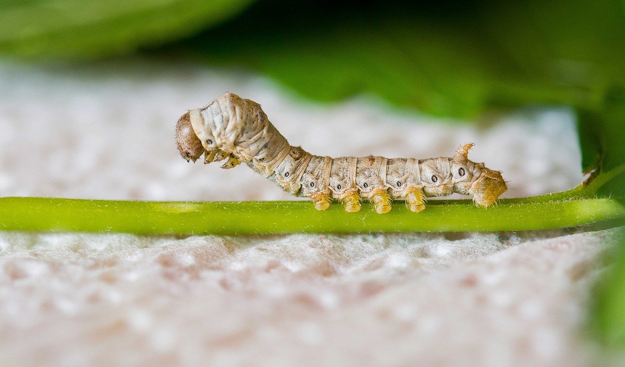 Cientistas usam casulo do bicho-da-seda em enxerto ósseo