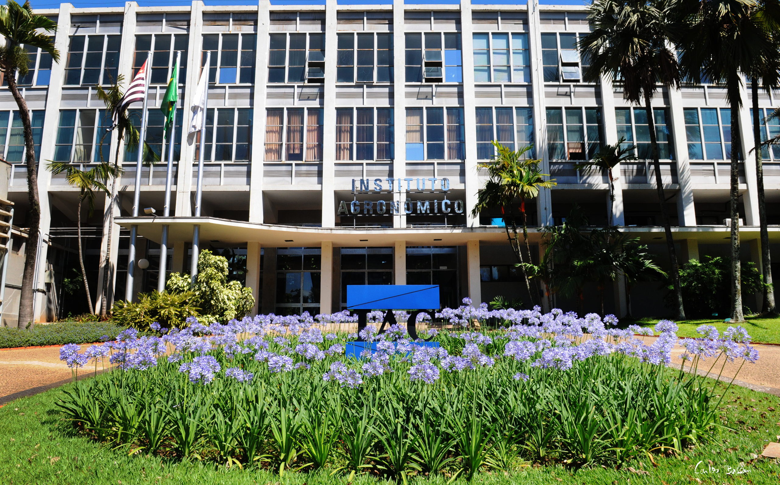IAC faz 133 anos com resultado inédito em citros