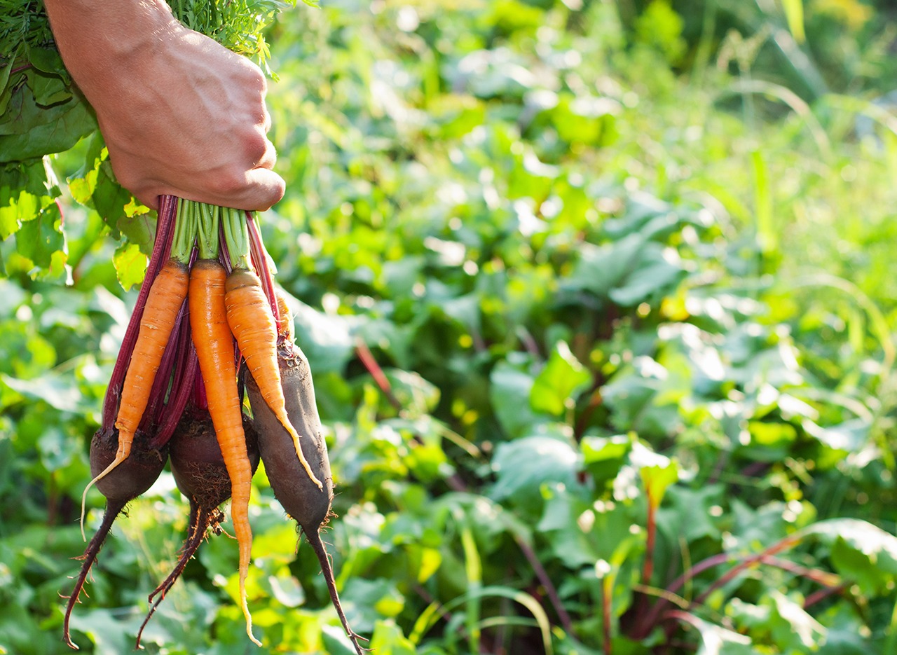Seminário online sobre alimentos seguros irá debater tendências para o setor no Brasil