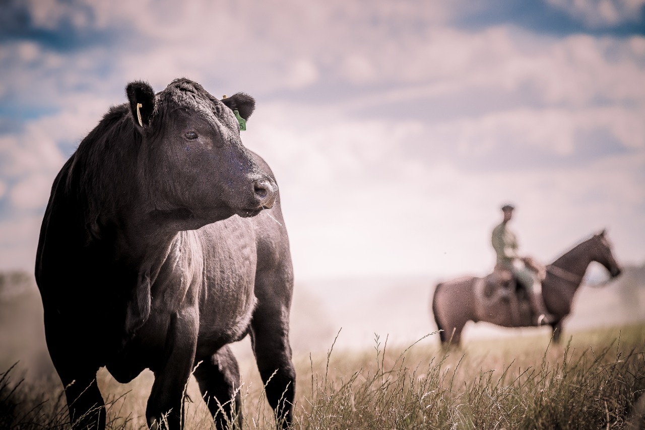 Angus e Embrapa fecham acordo para pesquisa genômica no Brasil