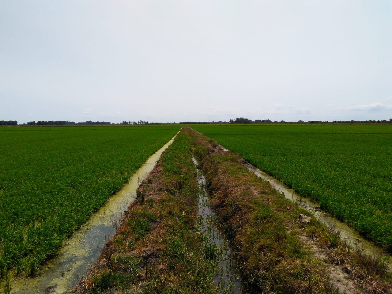 Estudo confirma benefícios do sulfato de cálcio granulado em lavouras de arroz irrigado