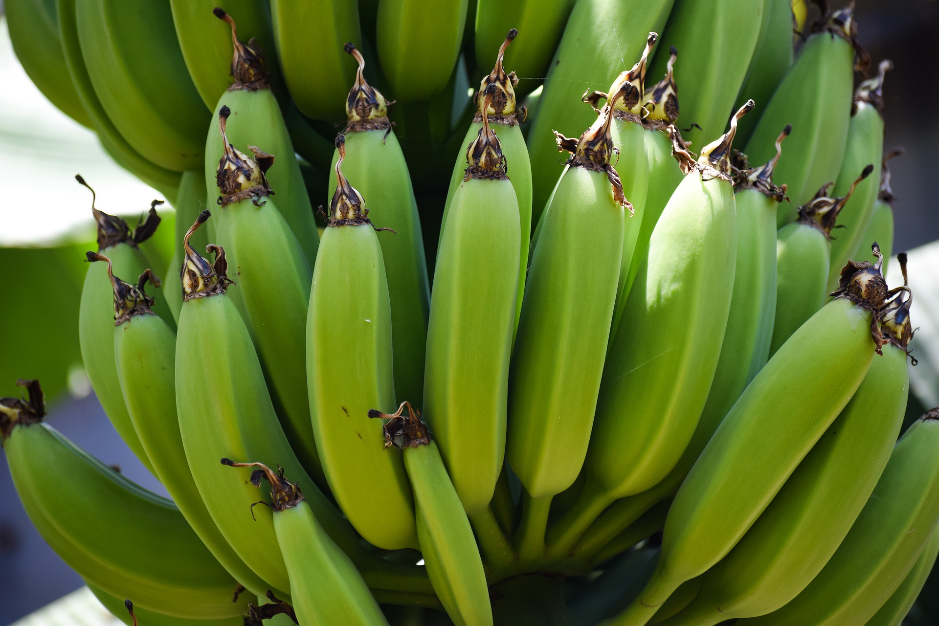 Plano nacional prevê ações para impedir entrada no Brasil de praga que ataca bananeiras
