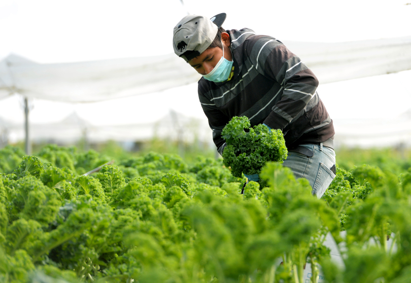 Coronavírus se espalha entre os que trabalham com frutas e vegetais e preocupa EUA